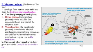 B. Viscerocranium: (the bones of the
face)
It develops from neural crest cells and
from the first two pharyngeal arches
a. The first pharyngeal arch gives:
1. Dorsal portion (the maxillary
process) → the maxilla, the
zygomatic bone, and part of the
temporal bone
2. Ventral portion (the mandibular
process); contains the Meckel
cartilage; its mesenchyme condenses
and ossifies by intramembranous
ossification → give rise to the
mandible.
b. The second pharyngeal arch, later
gives rise to the Ossicles of the middle
ear
 