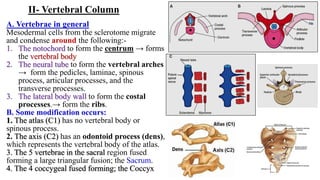 II- Vertebral Column
A. Vertebrae in general
Mesodermal cells from the sclerotome migrate
and condense around the following:-
1. The notochord to form the centrum → forms
the vertebral body
2. The neural tube to form the vertebral arches
→ form the pedicles, laminae, spinous
process, articular processes, and the
transverse processes.
3. The lateral body wall to form the costal
processes.→ form the ribs.
B. Some modification occurs:
1. The atlas (C1) has no vertebral body or
spinous process.
2. The axis (C2) has an odontoid process (dens),
which represents the vertebral body of the atlas.
3. The 5 vertebrae in the sacral region fused
forming a large triangular fusion; the Sacrum.
4. The 4 coccygeal fused forming; the Coccyx
 