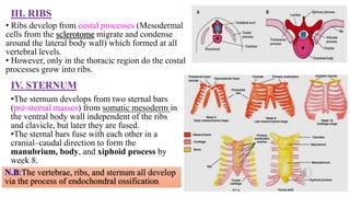 III. RIBS
• Ribs develop from costal processes (Mesodermal
cells from the sclerotome migrate and condense
around the lateral body wall) which formed at all
vertebral levels.
• However, only in the thoracic region do the costal
processes grow into ribs.
IV. STERNUM
•The sternum develops from two sternal bars
(pre-sternal masses) from somatic mesoderm in
the ventral body wall independent of the ribs
and clavicle, but later they are fused.
•The sternal bars fuse with each other in a
cranial–caudal direction to form the
manubrium, body, and xiphoid process by
week 8.
N.B:The vertebrae, ribs, and sternum all develop
via the process of endochondral ossification
 