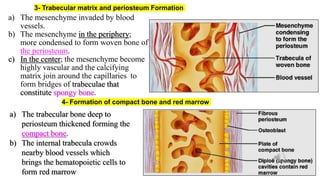 3- Trabecular matrix and periosteum Formation
a) The mesenchyme invaded by blood
vessels.
b) The mesenchyme in the periphery;
more condensed to form woven bone of
the periosteum.
c) In the center; the mesenchyme become
highly vascular and the calcifying
matrix join around the capillaries to
form bridges of trabeculae that
constitute spongy bone.
4- Formation of compact bone and red marrow
a) The trabecular bone deep to
periosteum thickened forming the
compact bone.
b) The internal trabecula crowds
nearby blood vessels which
brings the hematopoietic cells to
form red marrow
 