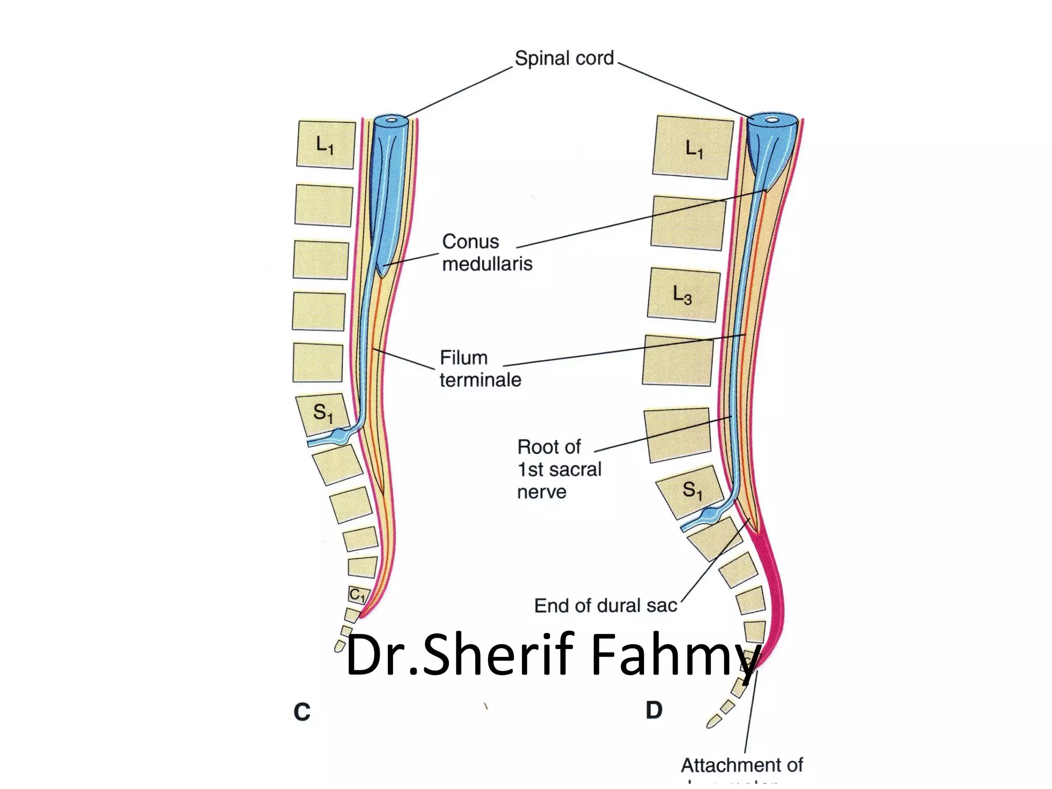 Dr.Sherif Fahmy
 