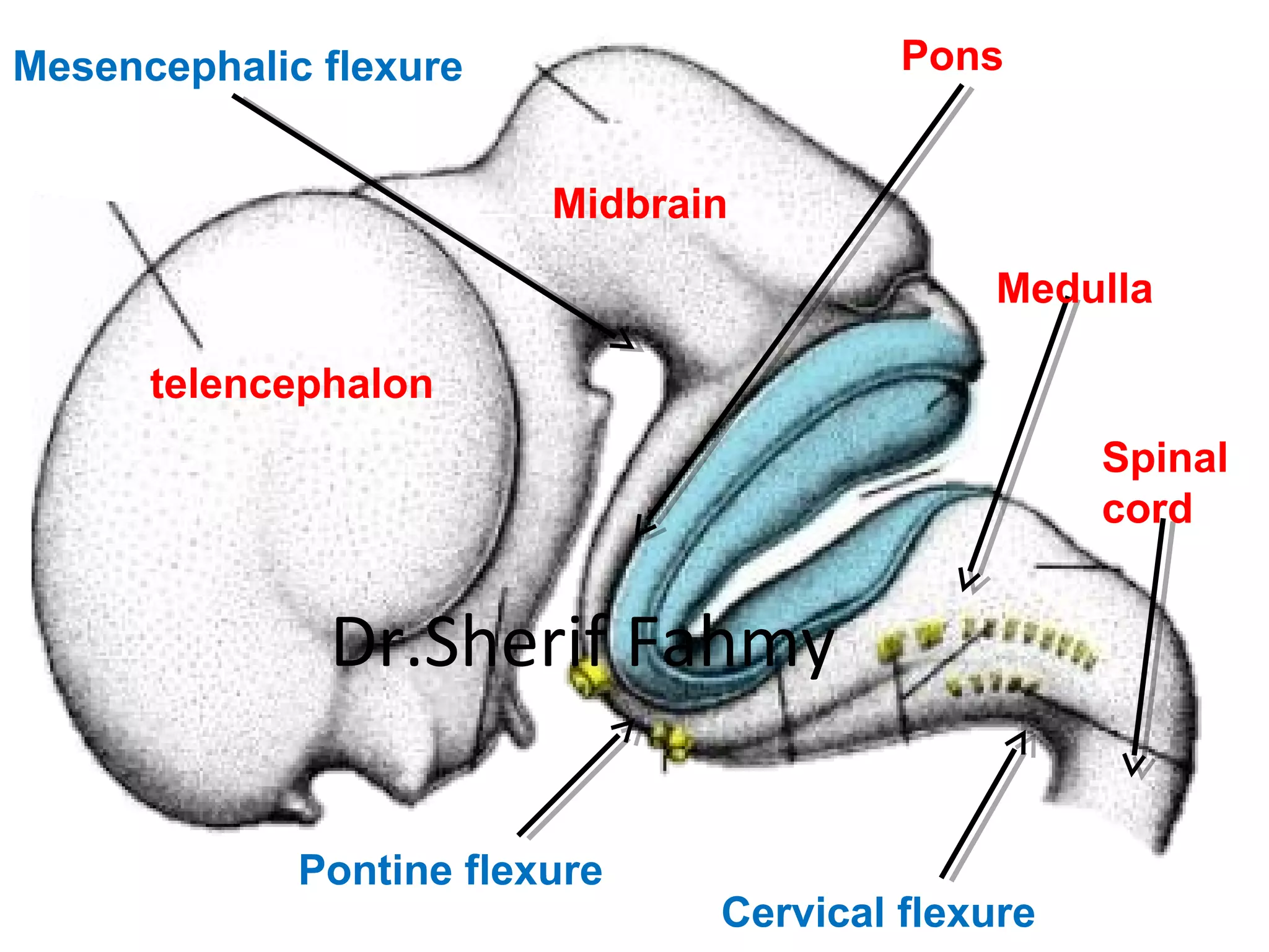 Cervical flexure
Pontine flexure
Mesencephalic flexure
Spinal
cord
Medulla
Pons
Midbrain
telencephalon
Dr.Sherif Fahmy
 