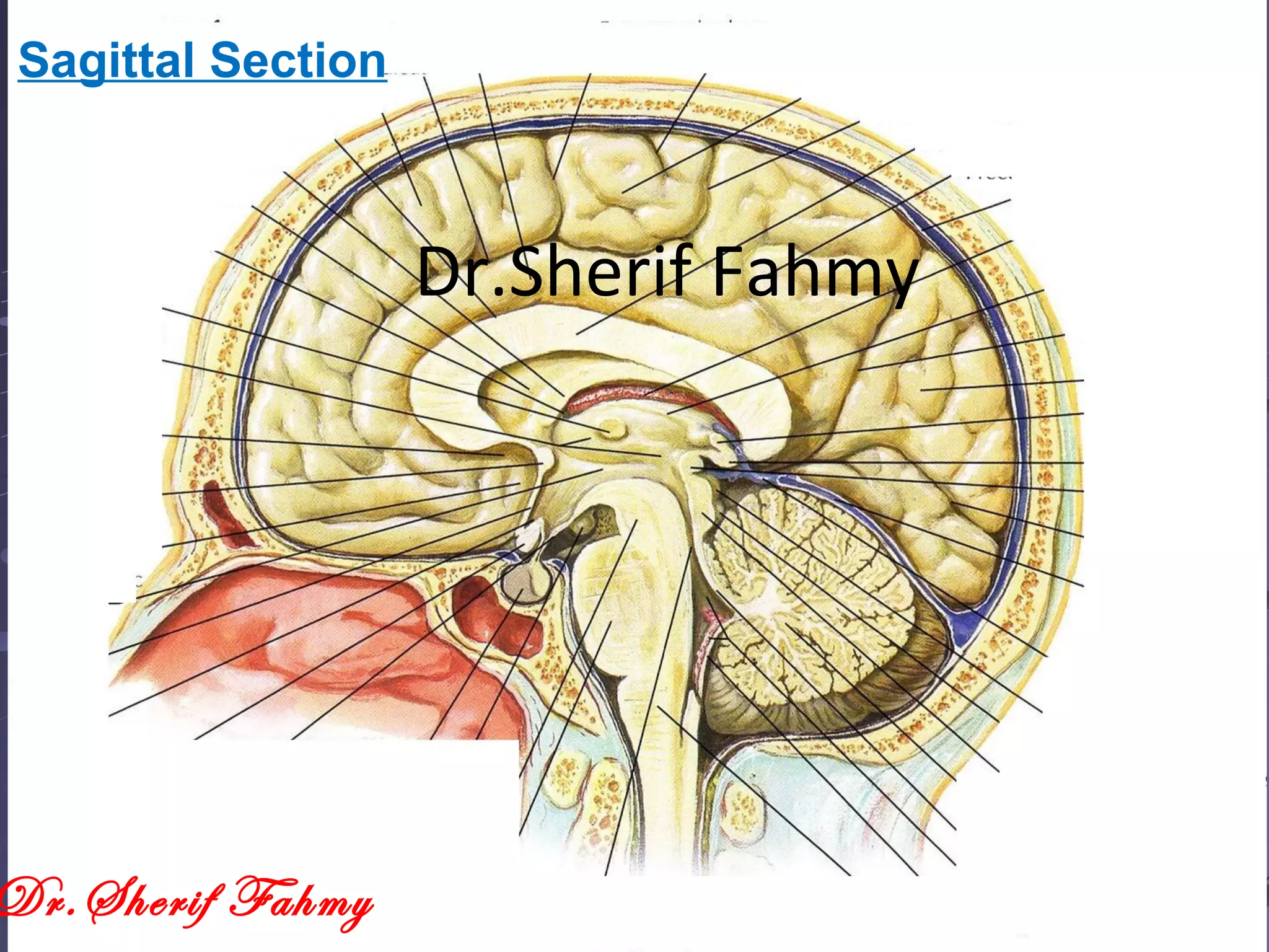 Sagittal Section
Dr.Sherif Fahmy
Dr.Sherif Fahmy
 