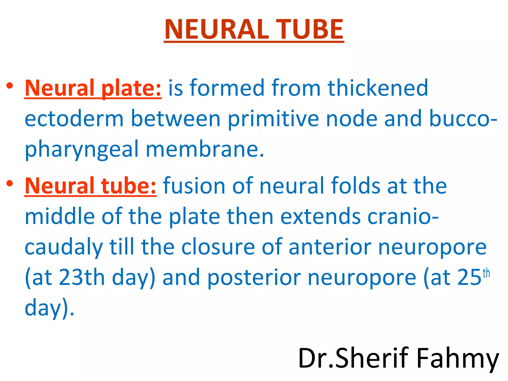NEURAL TUBE
• Neural plate: is formed from thickened
ectoderm between primitive node and bucco-
pharyngeal membrane.
• Neural tube: fusion of neural folds at the
middle of the plate then extends cranio-
caudaly till the closure of anterior neuropore
(at 23th day) and posterior neuropore (at 25th
day).
Dr.Sherif Fahmy
 