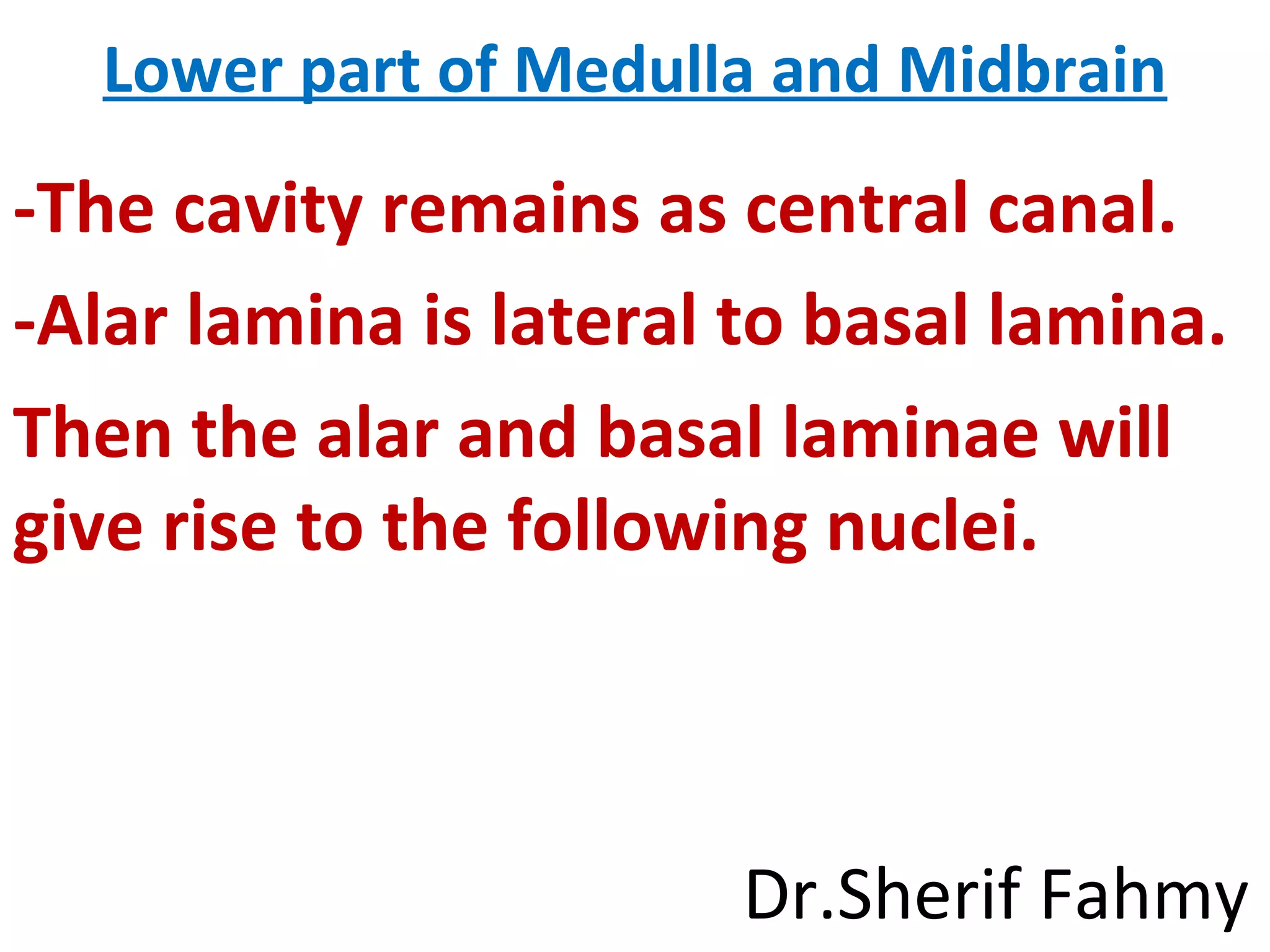 Lower part of Medulla and Midbrain
-The cavity remains as central canal.
-Alar lamina is lateral to basal lamina.
Then the alar and basal laminae will
give rise to the following nuclei.
Dr.Sherif Fahmy
 