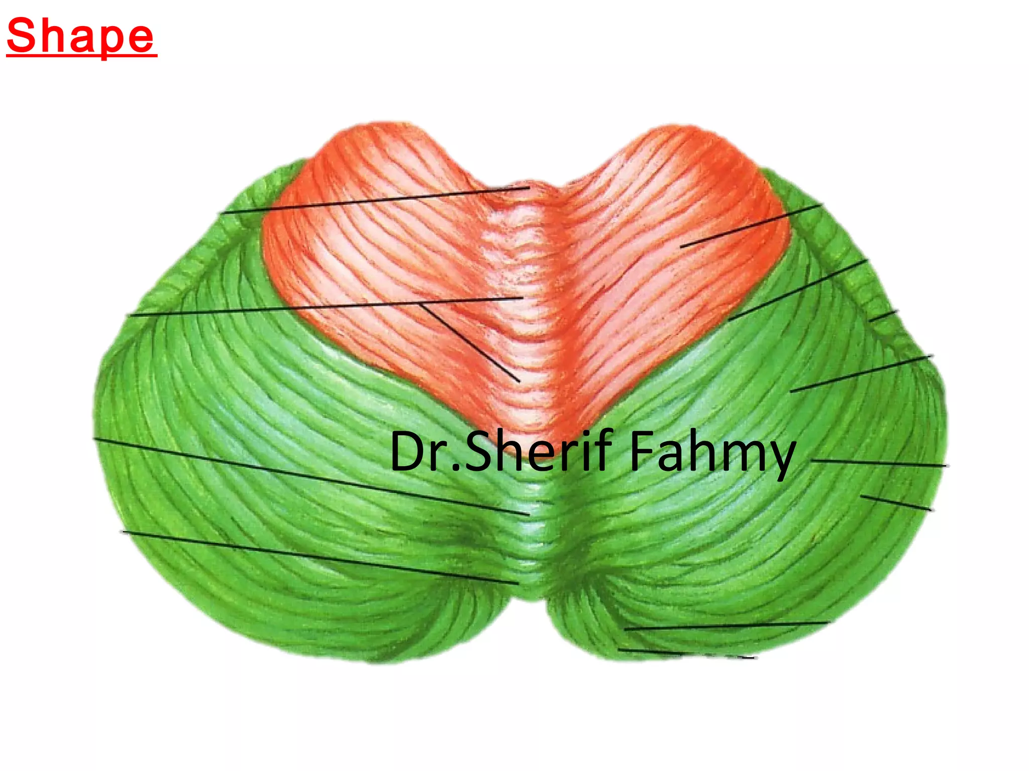 Shape
Dr.Sherif Fahmy
 
