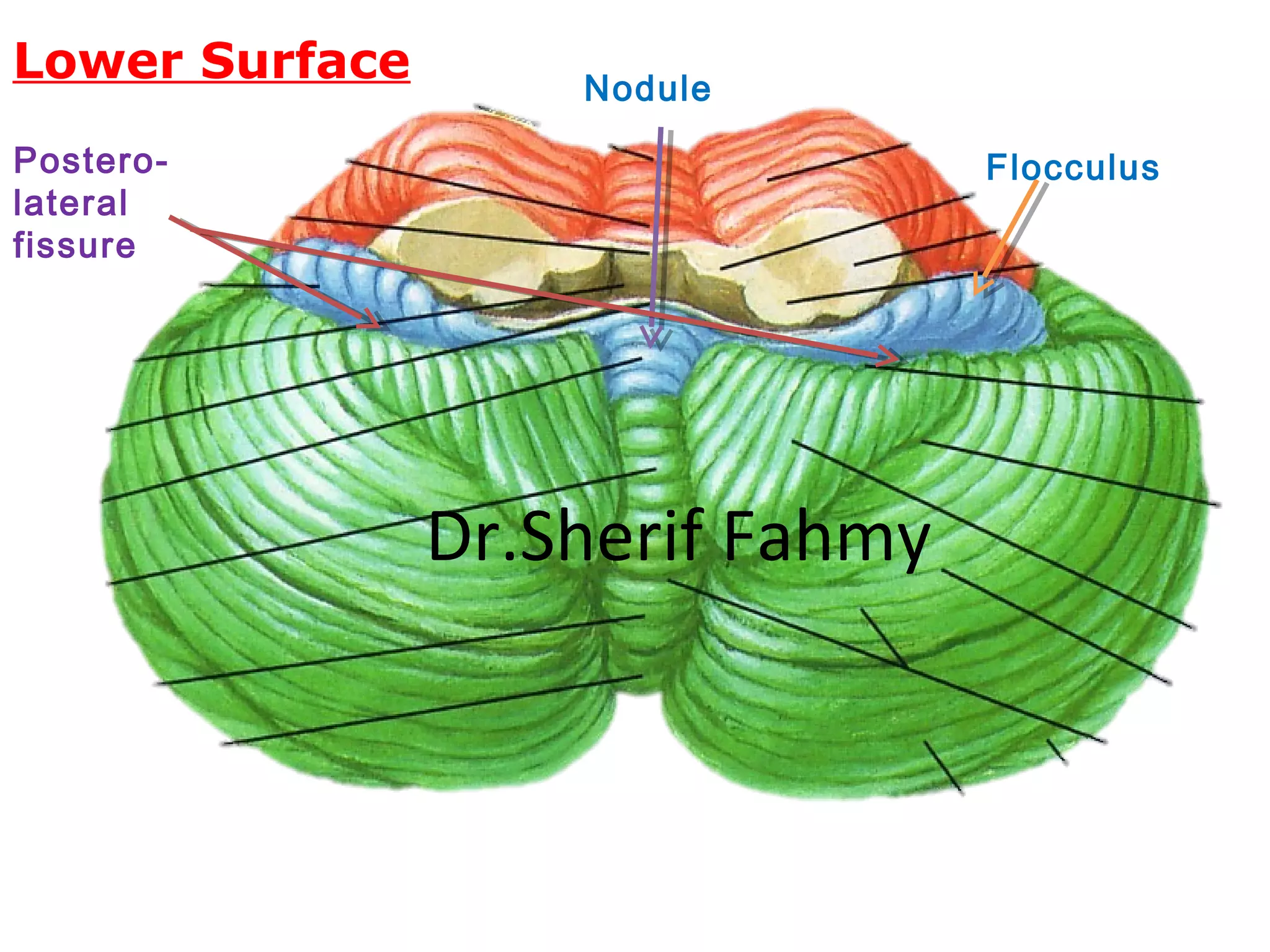 Flocculus
Nodule
Lower Surface
Postero-
lateral
fissure
Dr.Sherif Fahmy
 