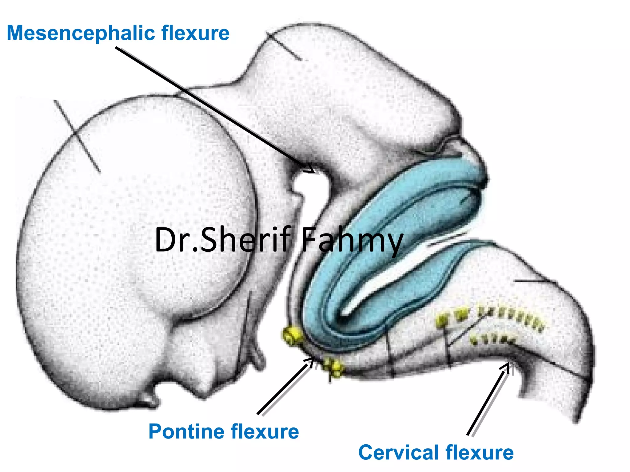 Cervical flexure
Pontine flexure
Mesencephalic flexure
Dr.Sherif Fahmy
 