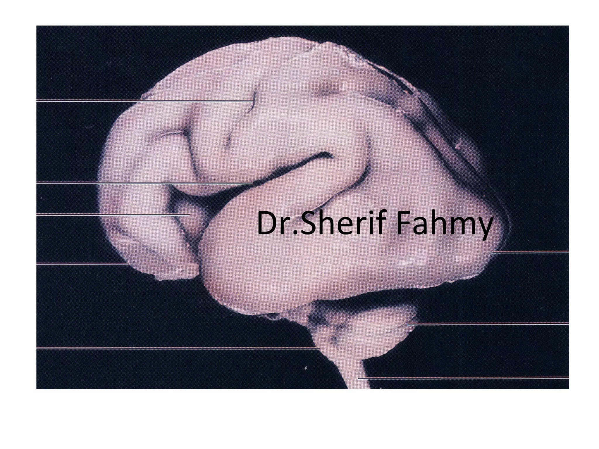 Dr.Sherif Fahmy
 