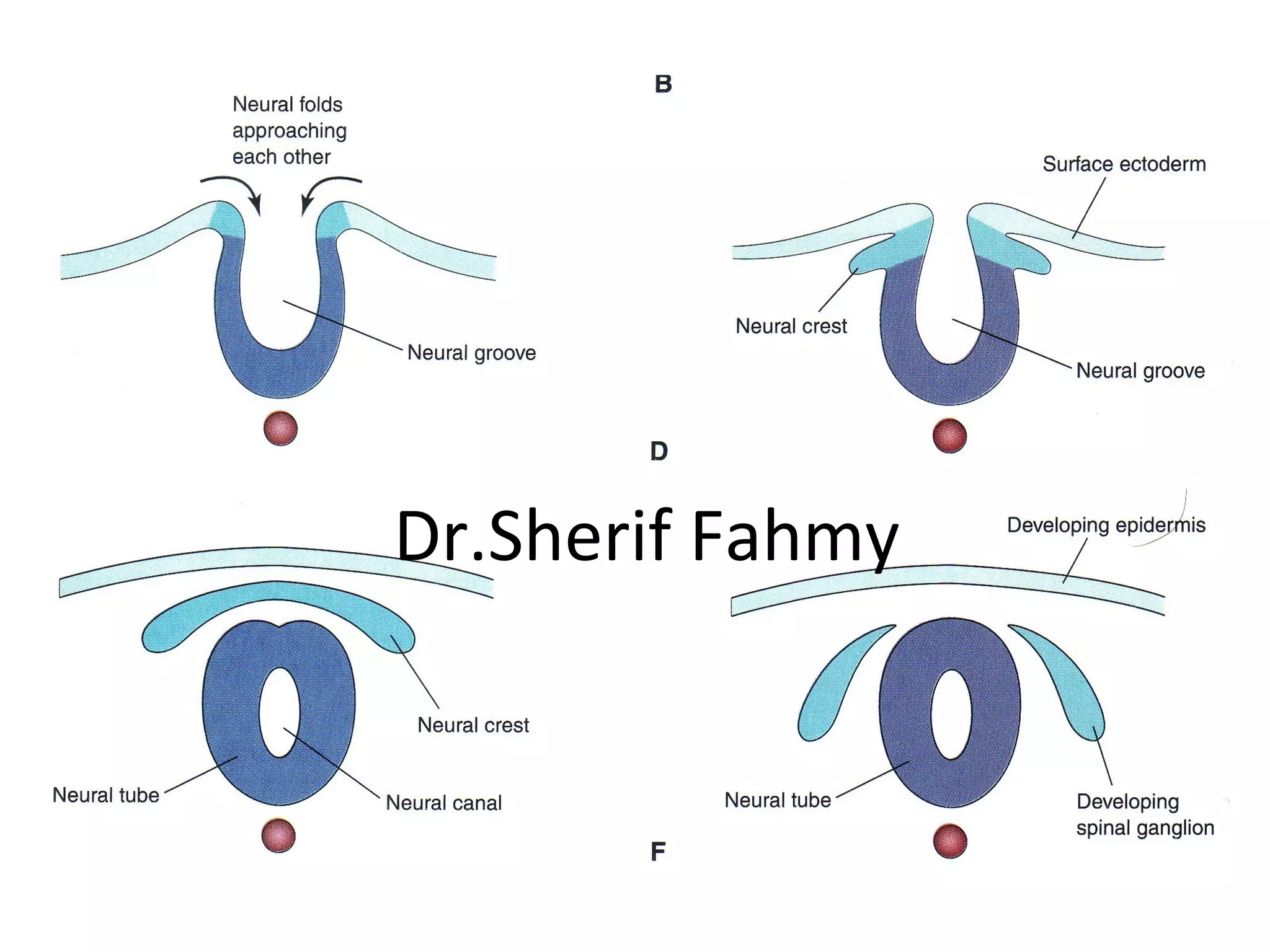 Dr.Sherif Fahmy
 