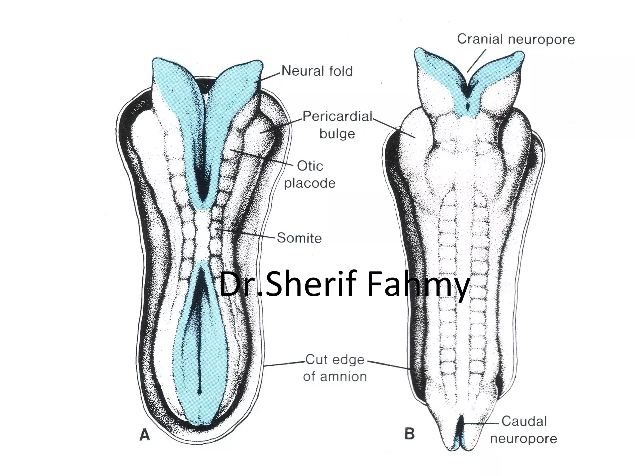 Dr.Sherif Fahmy
 