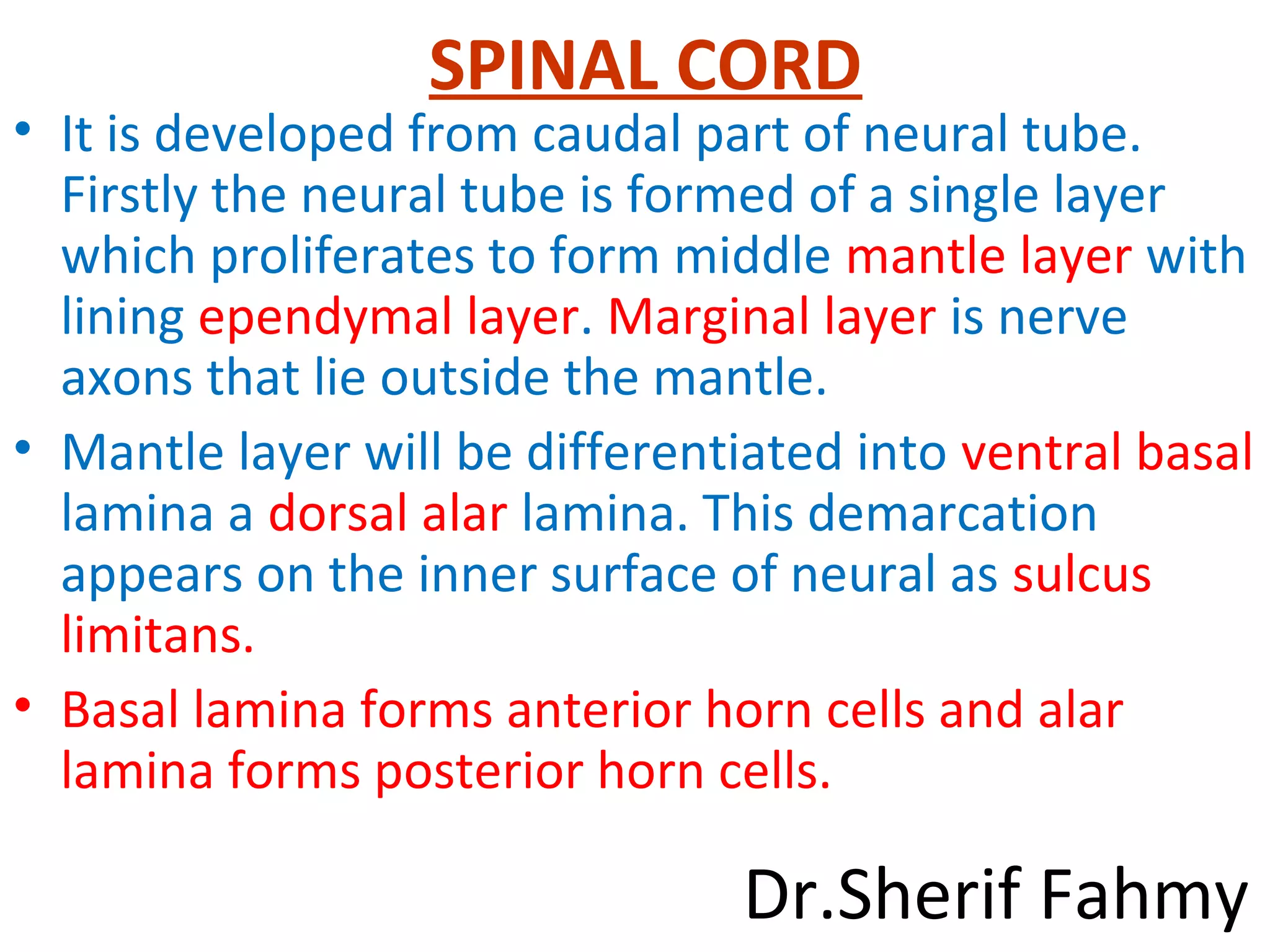SPINAL CORD
• It is developed from caudal part of neural tube.
Firstly the neural tube is formed of a single layer
which proliferates to form middle mantle layer with
lining ependymal layer. Marginal layer is nerve
axons that lie outside the mantle.
• Mantle layer will be differentiated into ventral basal
lamina a dorsal alar lamina. This demarcation
appears on the inner surface of neural as sulcus
limitans.
• Basal lamina forms anterior horn cells and alar
lamina forms posterior horn cells.
Dr.Sherif Fahmy
 
