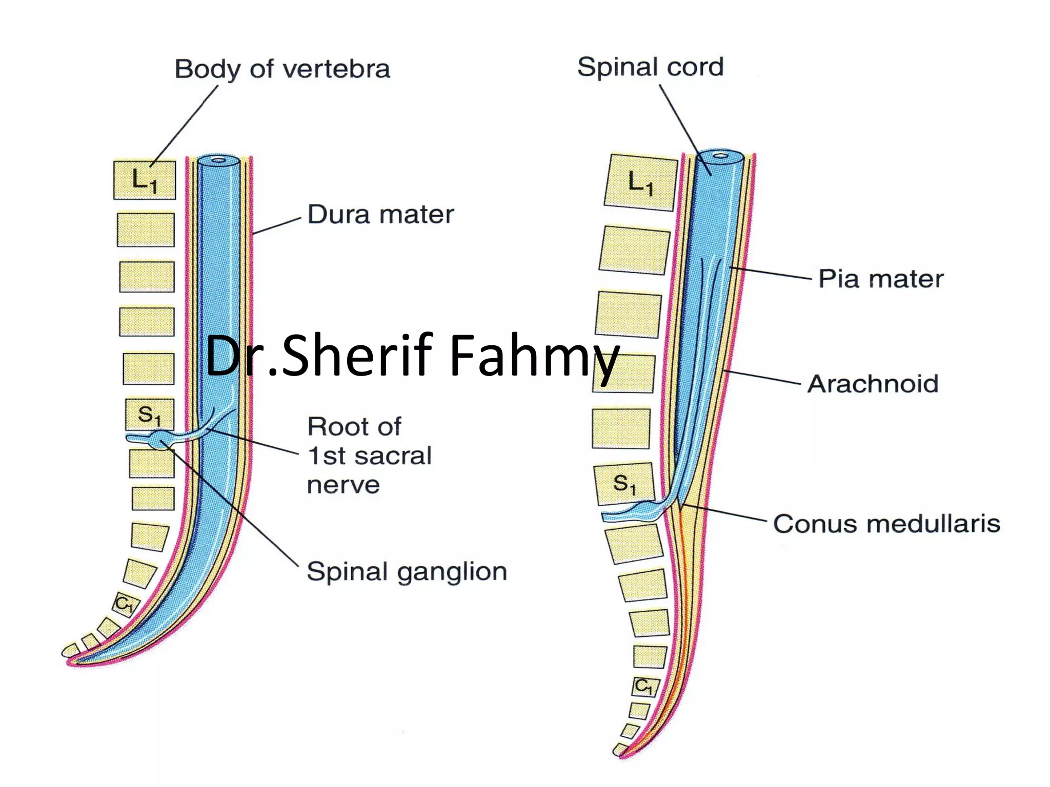 Dr.Sherif Fahmy
 