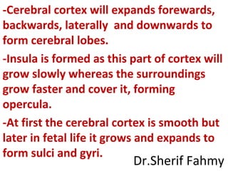Opercularization Development of Nervous System (Special Embryology) | PPS