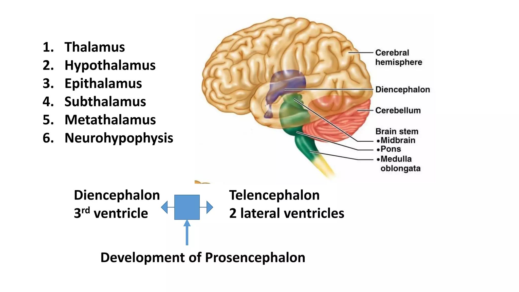 Cns Development Development of nervous system | PDF