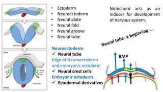 Neuroectoderm Development Development of nervous system | PDF