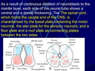 Development of nervous system - Copy (1).pptx