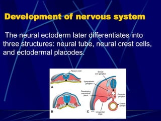 Neuroectoderm Development Development of nervous system - Copy (1).pptx