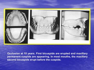 Development of normal dentition and occlusion | PPT
