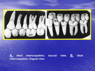 Development of normal dentition and occlusion | PPT