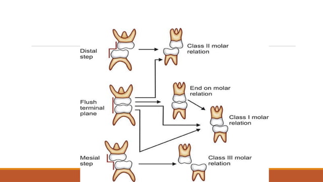 development of normal dental occlusion.pptx