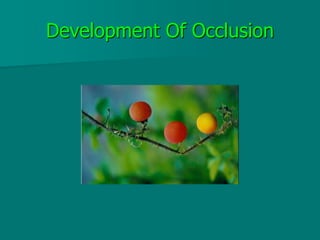 Development Of Occlusion
 