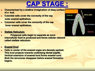 CAP STAGE :
 Characterized by a shallow invagination of deep surface
of a bud.
 Cuboidal cells cover the convexity of the cap
outer enamel epithelium.
 Columnar cells cover the concavity of the cap
Inner enamel epithelium.
 Stellate Reticulum:
 Polygonal cells begin to separate as more
intercellular fluid is produced and forms cellular network
called stellate reticulum.
 Enamel Knot:
 Cells in center of the enamel organ are densely packed.
This knot projects towards underlying dental papilla .
Vertical extension of enamel knot forms enamel cord.
Both the structures disappear before enamel formation
begins.
 