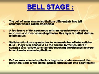 BELL STAGE :
1. The cell of inner enamel epithelium differentiate into tall
columnar tissue called ameloblast
2. A few layers of flat squamous cells are seen between stelate
reticulum and inner enamel epithelim this layer is called stratum
intermedium
3. Stellate reticulum expands due to accumulation of intra cellular
fluid , they r star shaped & as the enamel formation stars it
collapse to a narrow zone thereby reducing the distance between
inner & outer enamel epithelium
4. Before inner enamel epithelium begins to produce enamel, the
peripheral cells of the dental papilla differentiate into odontoblast
 