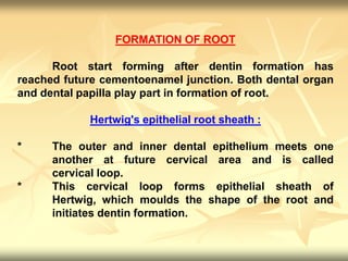FORMATION OF ROOT
Root start forming after dentin formation has
reached future cementoenamel junction. Both dental organ
and dental papilla play part in formation of root.
Hertwig's epithelial root sheath :
* The outer and inner dental epithelium meets one
another at future cervical area and is called
cervical loop.
* This cervical loop forms epithelial sheath of
Hertwig, which moulds the shape of the root and
initiates dentin formation.
 