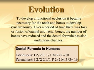 Evolution
To develop a functional occlusion it became
necessary for the teeth and bones to develop
synchronously. Over a period of time there was loss
or fusion of cranial and facial bones, the number of
bones have reduced and the dental formula has also
undergone changes.
 