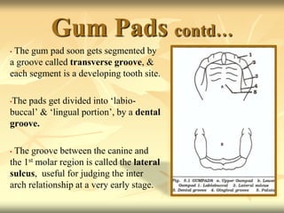 Gum Pads contd…
• The gum pad soon gets segmented by
a groove called transverse groove, &
each segment is a developing tooth site.
•The pads get divided into ‘labio-
buccal’ & ‘lingual portion’, by a dental
groove.
• The groove between the canine and
the 1st molar region is called the lateral
sulcus, useful for judging the inter
arch relationship at a very early stage.
 