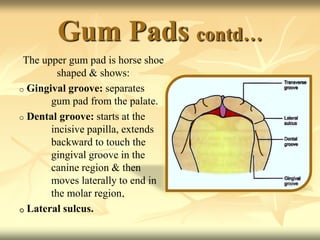 Gum Pads contd…
The upper gum pad is horse shoe
shaped & shows:
o Gingival groove: separates
gum pad from the palate.
o Dental groove: starts at the
incisive papilla, extends
backward to touch the
gingival groove in the
canine region & then
moves laterally to end in
the molar region.
o Lateral sulcus.
 