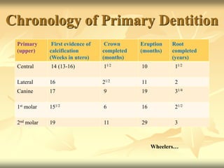 Primary
(upper)
First evidence of
calcification
(Weeks in utero)
Crown
completed
(months)
Eruption
(months)
Root
completed
(years)
Central 14 (13-16) 11/2 10 11/2
Lateral 16 21/2 11 2
Canine 17 9 19 31/4
1st molar 151/2 6 16 21/2
2nd molar 19 11 29 3
Chronology of Primary Dentition
Wheelers…
 