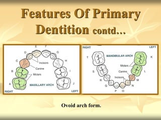 Features Of Primary
Dentition contd…
Ovoid arch form.
 