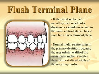Flush Terminal Plane
• If the distal surface of
maxillary and mandibular
deciduous second molars are in
the same vertical plane; then it
is called a flush terminal plane
• Normal molar relationship in
the primary dentition, because
the mesiodistal width of the
mandibular molar is greater
than the mesiodistal width of
the maxillary molar.
 