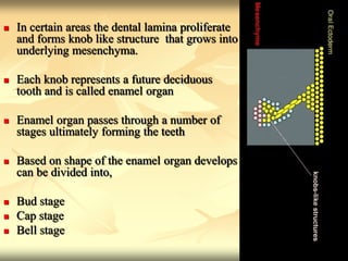  In certain areas the dental lamina proliferate
and forms knob like structure that grows into
underlying mesenchyma.
 Each knob represents a future deciduous
tooth and is called enamel organ
 Enamel organ passes through a number of
stages ultimately forming the teeth
 Based on shape of the enamel organ develops
can be divided into,
 Bud stage
 Cap stage
 Bell stage
 