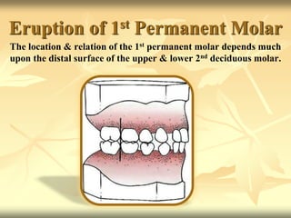 Eruption of 1st Permanent Molar
The location & relation of the 1st permanent molar depends much
upon the distal surface of the upper & lower 2nd deciduous molar.
 
