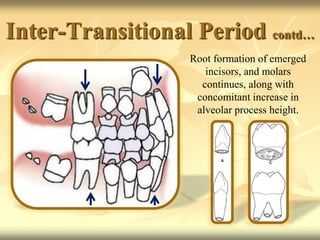 Inter-Transitional Period contd…
Root formation of emerged
incisors, and molars
continues, along with
concomitant increase in
alveolar process height.
 