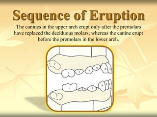 Sequence of Eruption
The canines in the upper arch erupt only after the premolars
have replaced the deciduous molars, whereas the canine erupt
before the premolars in the lower arch.
 
