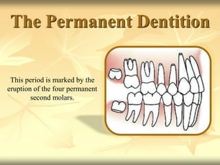 The Permanent Dentition
This period is marked by the
eruption of the four permanent
second molars.
 