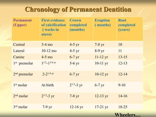 Permanent
(Upper)
First evidence
of calcification
( weeks in
utero)
Crown
completed
(months)
Eruption
( months)
Root
completed
(years)
Central 3-4 mo 4-5 yr 7-8 yr 10
Lateral 10-12 mo 4-5 yr 8-9 yr 11
Canine 4-5 mo 6-7 yr 11-12 yr 13-15
1st premolar 11/2-13/4 yr 5-6 yr 10-11 yr 12-13
2nd premolar 2-21/4 yr 6-7 yr 10-12 yr 12-14
1st molar At birth 21/3-3 yr 6-7 yr 9-10
2nd molar 21/3-3 yr 7-8 yr 12-13 yr 14-16
3rd molar 7-9 yr 12-16 yr 17-21 yr 18-25
Chronology of Permanent Dentition
Wheelers…
 
