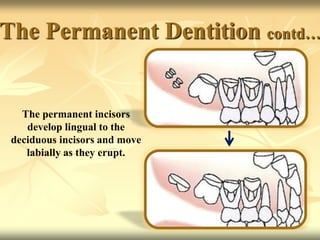 The Permanent Dentition contd…
The permanent incisors
develop lingual to the
deciduous incisors and move
labially as they erupt.
 