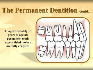 The Permanent Dentition contd…
At approximately 13
years of age all
permanent teeth
except third molars
are fully erupted.
 