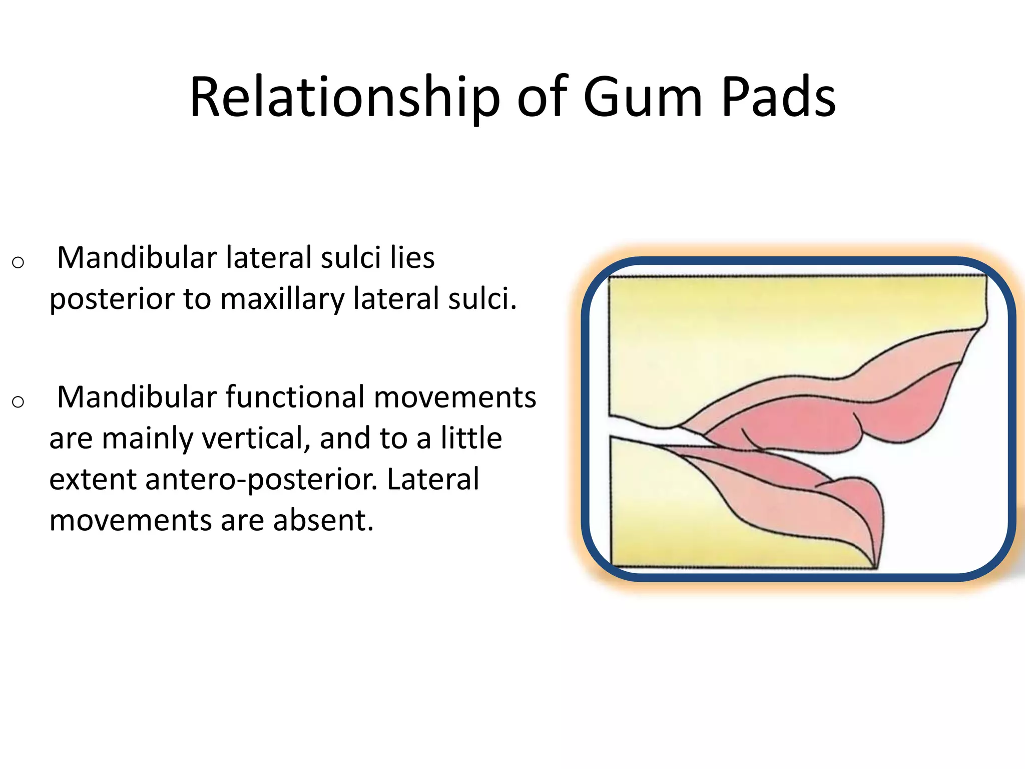 Relationship of Gum Pads
o Mandibular lateral sulci lies
posterior to maxillary lateral sulci.
o Mandibular functional movements
are mainly vertical, and to a little
extent antero-posterior. Lateral
movements are absent.
 
