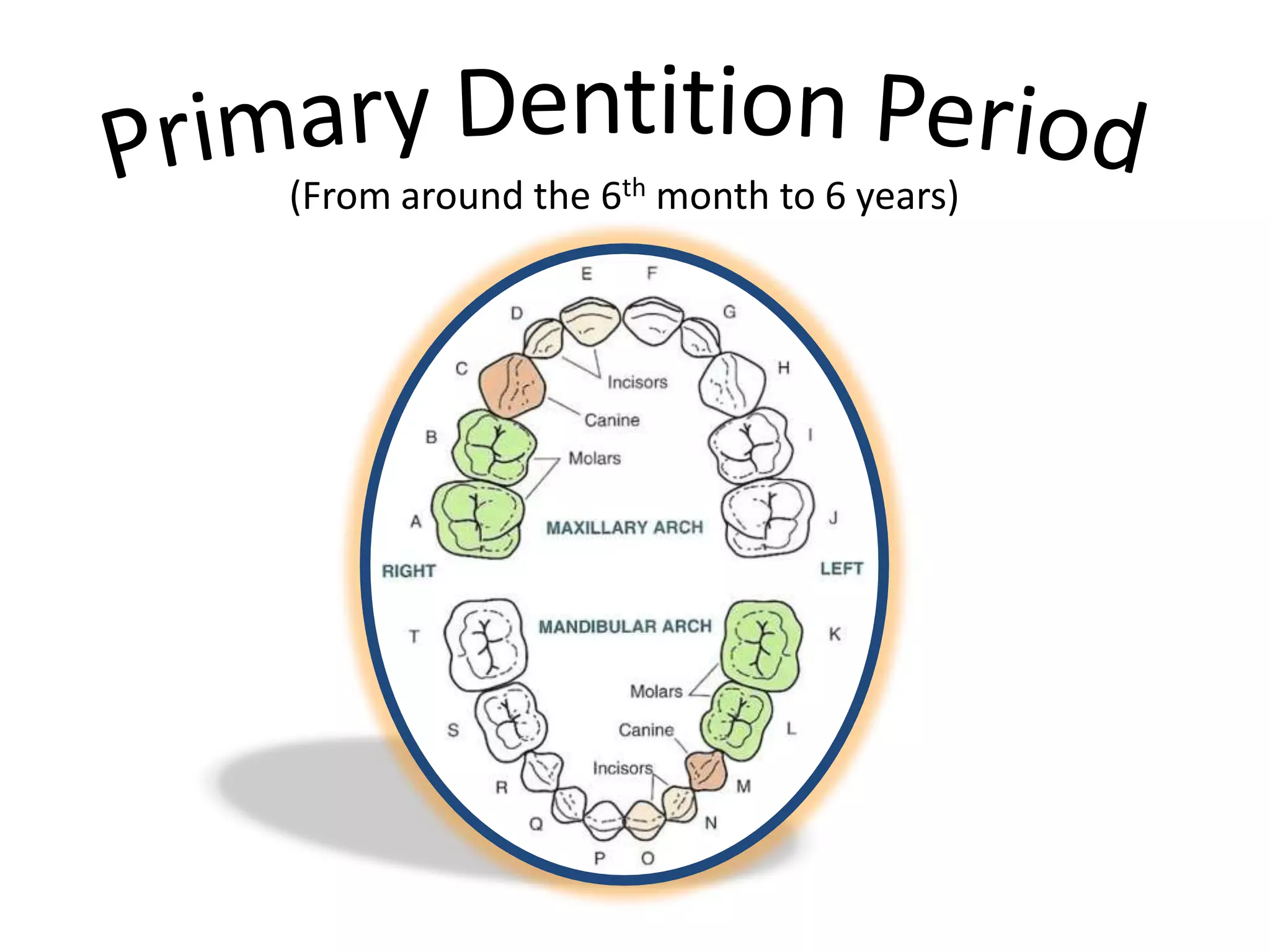 (From around the 6th month to 6 years)
 