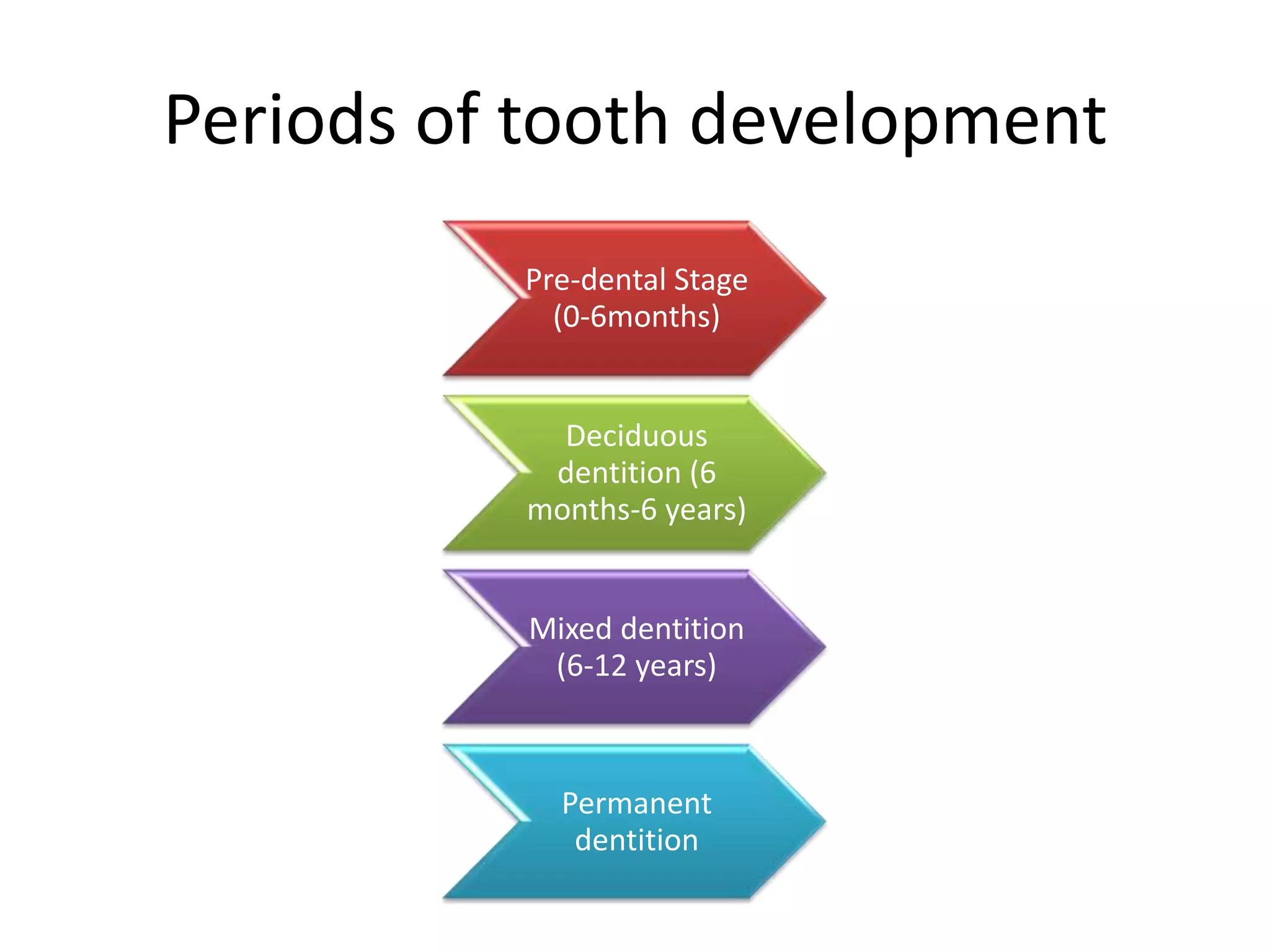 Periods of tooth development
Pre-dental Stage
(0-6months)
Deciduous
dentition (6
months-6 years)
Mixed dentition
(6-12 years)
Permanent
dentition
 