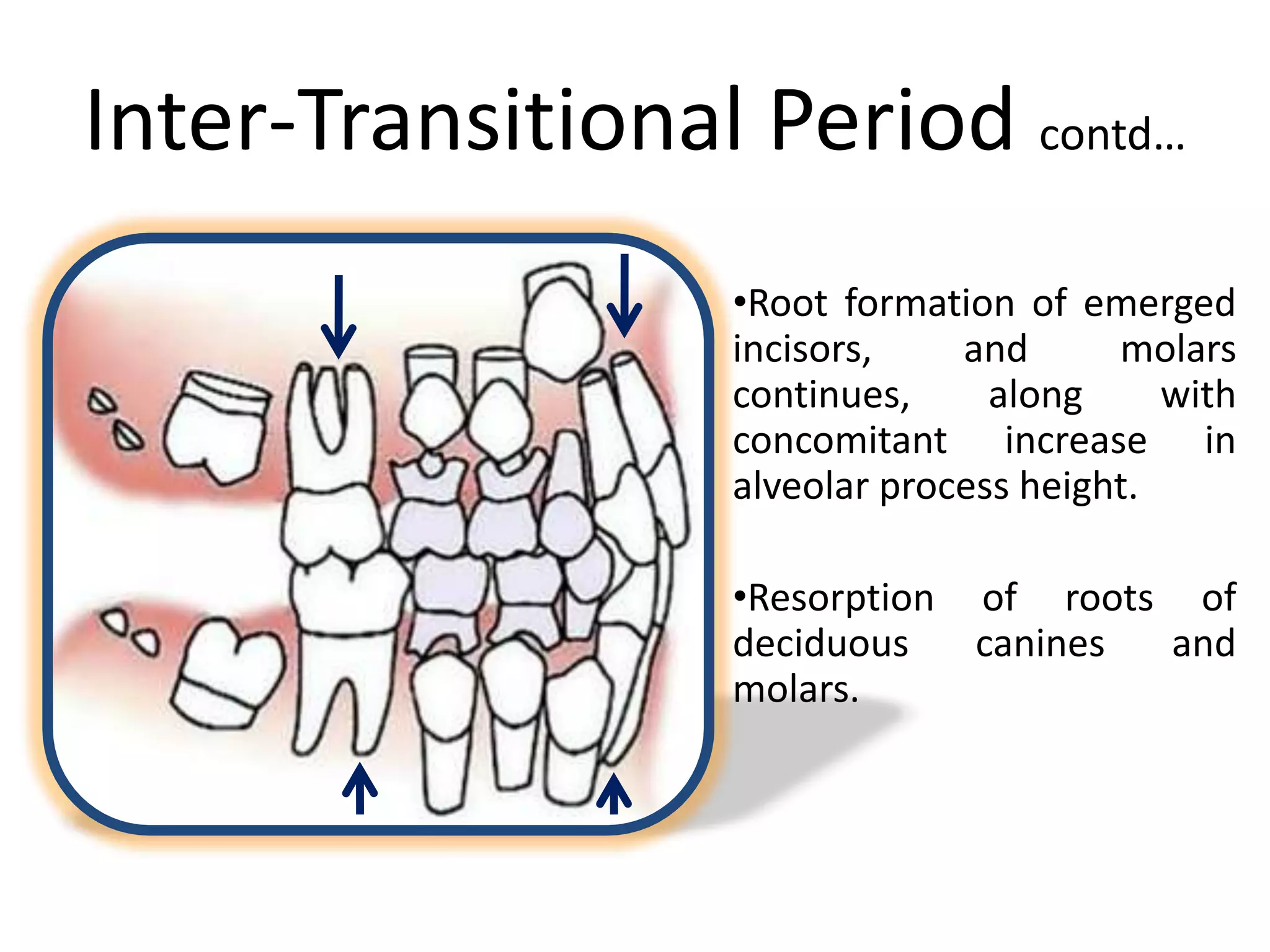 Inter-Transitional Period contd…
•Root formation of emerged
incisors, and molars
continues, along with
concomitant increase in
alveolar process height.
•Resorption of roots of
deciduous canines and
molars.
 