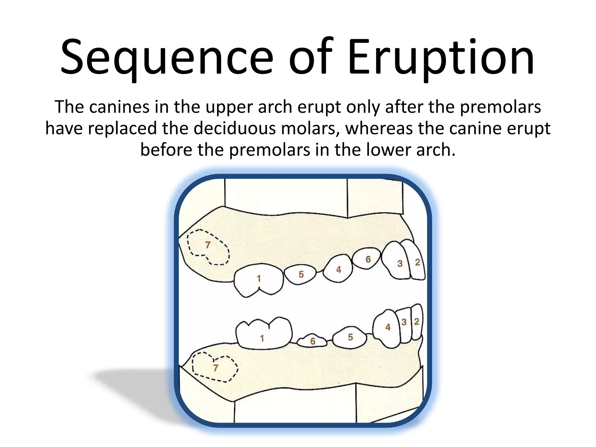 Sequence of Eruption
The canines in the upper arch erupt only after the premolars
have replaced the deciduous molars, whereas the canine erupt
before the premolars in the lower arch.
 