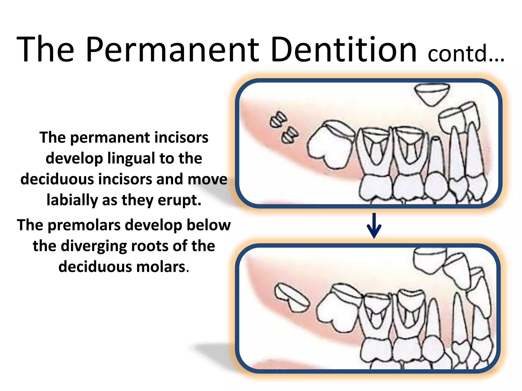 The Permanent Dentition contd…
The permanent incisors
develop lingual to the
deciduous incisors and move
labially as they erupt.
The premolars develop below
the diverging roots of the
deciduous molars.
 
