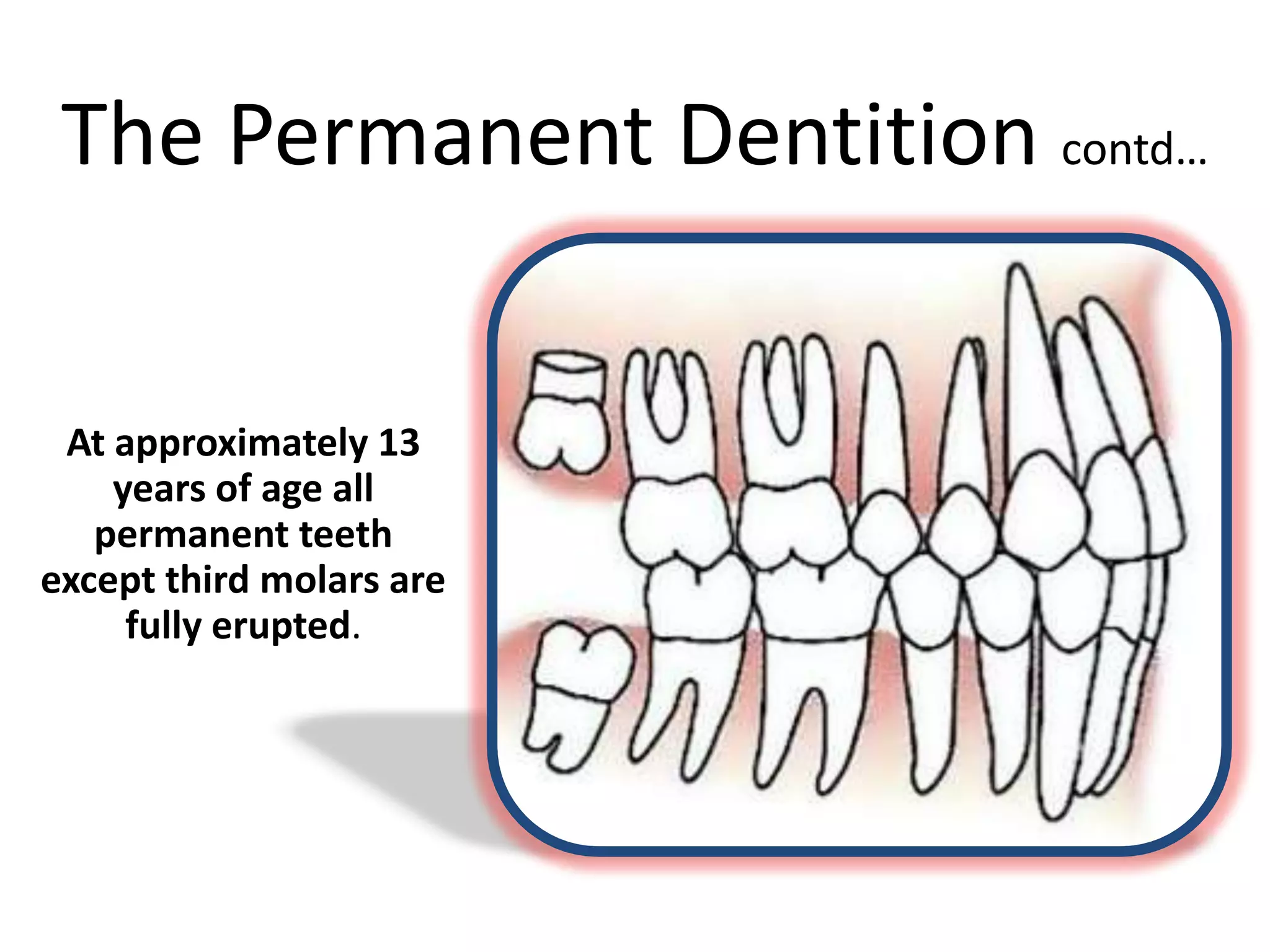 The Permanent Dentition contd…
At approximately 13
years of age all
permanent teeth
except third molars are
fully erupted.
 
